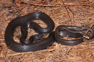 Non Venomous Snakes | Outdoor Alabama